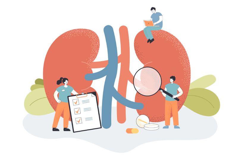kidney